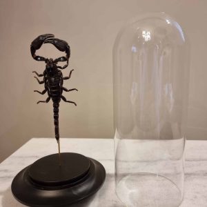 Scorpion-sous-globe-2-scaled